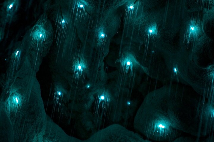 Waiomio Glow Worm Caves